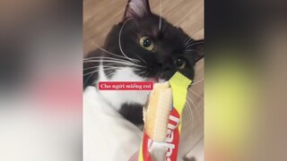 Khó ăn khó ở🙄meo meow cat cats catsoftiktok fypシ meocute