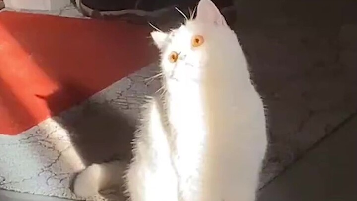 Mèo: Mình là ánh sáng - Video cười lăn