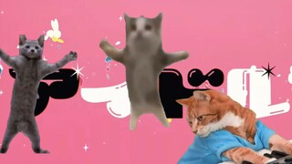 我 推 的 h a p p y 猫