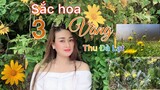 MÙA DÃ QUỲ - 3 sắc HOA vàng THU Đà Lạt đẹp ngỡ ngàng|Hoa Đà Lạt.