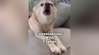 Conversations with Copper EP. 1 - Is a coconut really a nut? Submit more questions for copper in th