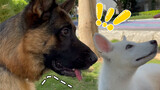 When a black German Shepherd Dog meets a white Swiss Shepherd dog...