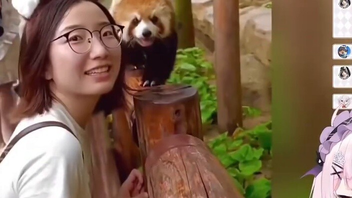 Seorang gadis Jepang terpesona oleh panda kecil yang lucu itu! !