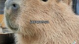 Main capybara quiz yuk 😱🤗 (not my account tiktok)
