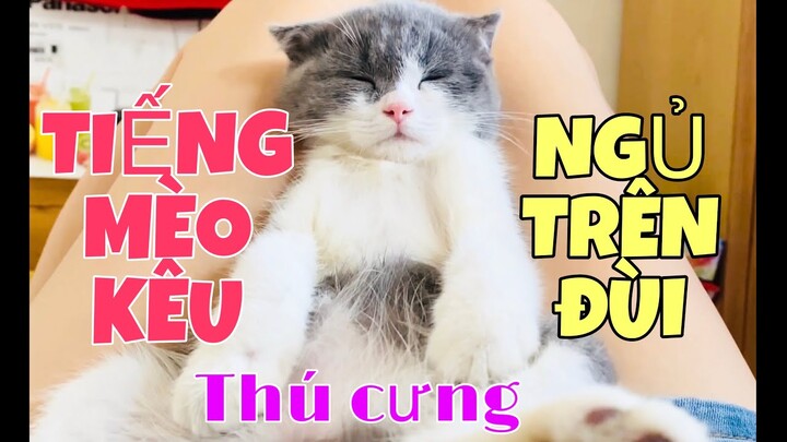 #566  Tiếng Mèo Con Kêu Dễ Thương Và Xem Mèo Anh Ngủ Trên Đùi Được Lâu Không - Thú Cưng