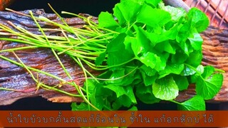 ใบบัวบก น้ำใบบัวบก| ง่ายๆเก็บจากต้นสดๆ น้ำใบบัวบกสดจากต้น Asiatic Herbal juice