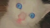 kucing langkah dengan mata berwarna biru muda