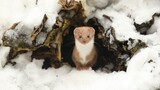 Filming a Wildlife Winter Wonderland | Animals In Snow