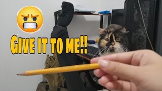 Cat VS Pencil || Clowder zone
