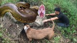 PitBull Max Thợ Săn Số 1 Việt Nam Đại Chiến Trăn Anaconda | Thợ Săn Trở Lại