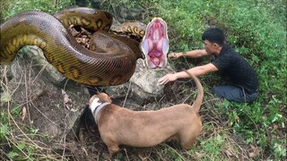 PitBull Max Thợ Săn Số 1 Việt Nam Đại Chiến Trăn Anaconda | Thợ Săn Trở Lại