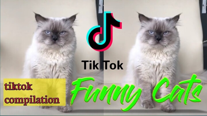 Funny TikTok Cats ~ Cutest And Funniest Cats Compilation 2020 ~ TIK TOKCutest puppies