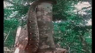 VIRAL SNAKE CLIMBING TREES VERY HORRYFYING OMG😨😱