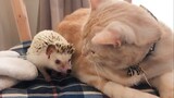 This Hedgehog and Cat make the cutest pair!   The Odd Couples