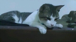 Meet Kurichinchan Supremacy