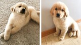 🥰 Golden Puppies's Funny And Cute Actions Make Your Heart Flutter 🐶 | Cute Puppies