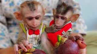 Wow so cute when both adorable Toto & Yaya looking at mangosteen  Toto eating a lot mangosteen