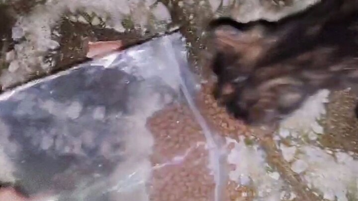 拿猫粮去喂流浪猫，怎么和别人的不一样！
