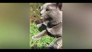 meme Mèo méo meo là thế này này