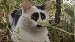 Ada banyak anak kucing yang lucu, jadi aku mau tumbuh sesuai kemauanku