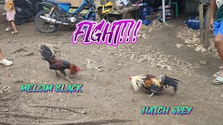 MELSIM BLACK VS HATCH GREY SPAR!!     JRP BACKYARD