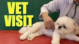 Borgy the Shih Tzu Goes to the Vet Clinic ( Cute & Super Funny Dog Video)