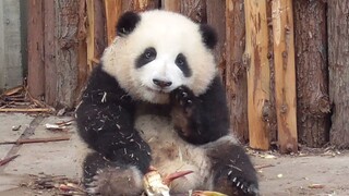 【大熊猫和花】假装啃竹笋，演得可像真的了