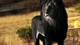 [Động vật] 10 con sư tử đặc biệt nhất trên thế giới