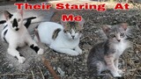 Stray Cats Looking  At Me//Beautiful  Face Of Cat