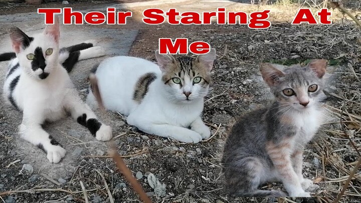 Stray Cats Looking  At Me//Beautiful  Face Of Cat