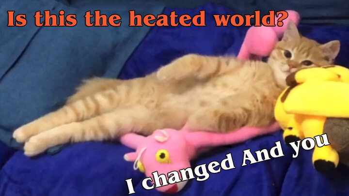 When a kitten lives in a heated home