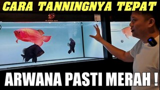 🔴 LAMPU TANNING ARWANA TERBAIK‼️ UPDATE HARGA TERBARU LAMPU TANNING ARWANA SUPER RED TERMURAH