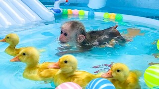 Hewan|Anak Monyet Berenang
