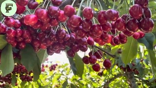 Cherry Blossom Farming Life How to Grow, Harvest, and Process These Beautiful Blooms