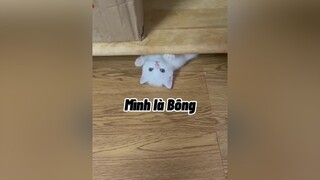 Mình là Bông, Bông trong Bông hoa không thuộc về tar :)))  mèo cute cat