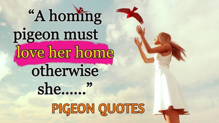 Pigeon Quotes and Sayings...