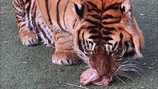 I have an animal to catch , but members saw it first!