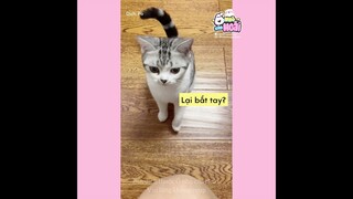 [Vietsub] Huấn luyện chiếc mèo đi tìm quỹ đen của baba 😝 | Ổ nhỏ của Hoài