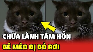 Hành trình CHỮA LÀNH TÂM HỒN cho bé mèo BỊ BỎ RƠI đáng thương trong 4 tháng 🥰 | Yêu Lu