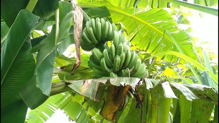 Kebun Pisang - Kebun Pisang Raja Di Kebonsari - Budidaya Pisang Raja