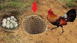 Primitive Technology: Easy Wild Chicken Trap Using Nets and Wild Chicken Nest