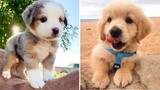 Cute baby animals Videos Compilation cutest moment of the animals - 🐶 Cutest Puppies #5 🐶