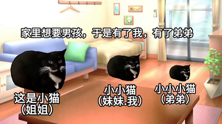 【猫meme】小屁孩赚钱改命，努力真的有用（上）