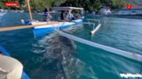 Ikan Hiu Paus Penghuni Pantai Botubarani Gorontalo
