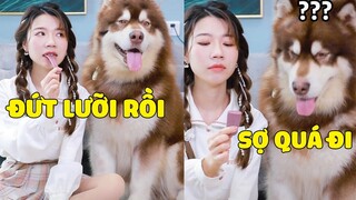 Ngáo Gia Gia | Thử Lắp 1 Chiếc Lưỡi Giả Troll GIA GIA Và Cái Kết 😂 Gâu Đần Official