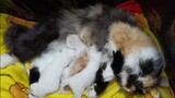 2 weeks persian kittens || Suni's babies || Clowder zone