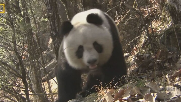 Even wild pandas know their high status