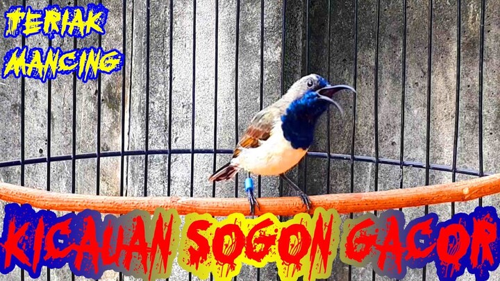 Kicauan Sogok Ontong Gacor Teriak Manggil Lawan...!!!
