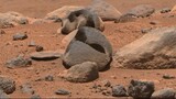 Som ET - 82 - Mars - Perseverance Sol 776 - Video 4