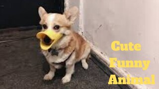 💥Cute Funny Animal Viral Weekly😂💥of 2020 | Funny Animal Videos💥👌